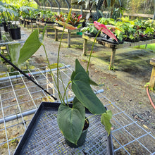 Load image into Gallery viewer, Anthurium Shibori, Exact Plant Variegated