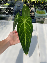 Load image into Gallery viewer, Anthurium Warocqueanum, Queen, Exact Plant Ships Nationwide