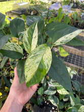 Load image into Gallery viewer, Epipremnum Pinnatum Marble Variegated 4" pot, Fedex 2day*