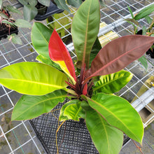 Load image into Gallery viewer, Philodendron Red Moon. not Yellow Flame, Exact Plant Variegated
