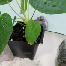 Load image into Gallery viewer, Anthurium Angamarcanum 2.5" Pot, Fedex 2 day*