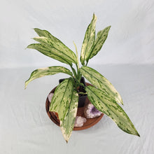 Load image into Gallery viewer, Aglaonema Ice Queen, Silver Queen Variegated 4" pot, Fedex 2day*