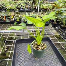 Load image into Gallery viewer, Alocasia Cucullata Banana Split Variegated exact plant, Fedex 2day*