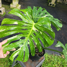 Load image into Gallery viewer, Monstera Thai Constellation, Exact Plant Variegated Ships Nationwide