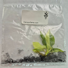 Load image into Gallery viewer, Philodendron Jungle Fever Variegated Tissue Culture Fedex 2day*