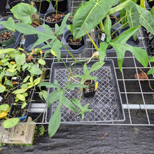 Load image into Gallery viewer, Philodendron Quercifolium x Pedatum, Exact Plant