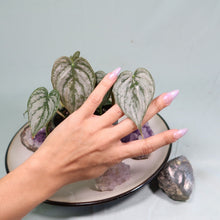 Load image into Gallery viewer, Philodendron Brandtianum 4" pot, Fedex 2day*