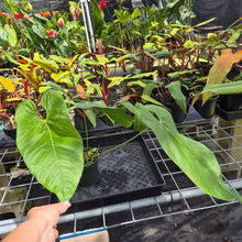 Load image into Gallery viewer, Anthurium Dolichostachyum , Exact Plant Ships Nationwide
