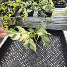 Load image into Gallery viewer, Rhaphidophora Tetrasperma Albo Variegated exact plant, Fedex 2day*