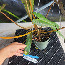 Load image into Gallery viewer, Philodendron Atabapoense Dark Form, Exact Plant Ships Nationwide
