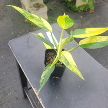 Load image into Gallery viewer, Philodendron Domesticum, Exact Plant Variegated Ships Nationwide