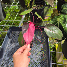 Load image into Gallery viewer, Philodendron Pink Princess, Exact Plant Variegated Ships Nationwide