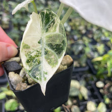 Load image into Gallery viewer, Alocasia Ninja Albo, Variegated 2.5" pot, Fedex 2day*