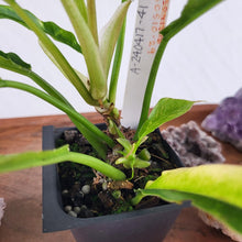 Load image into Gallery viewer, Philodendron Ring Of Fire Variegated 2.5" Pot, Fedex 2 day*