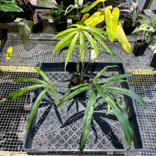 Load image into Gallery viewer, Anthurium Polydactylum, Exact Plant Ships Nationwide