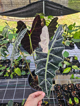 Load image into Gallery viewer, Alocasia Amazonica Large Form Pink Variegated, exact plant, not Polly, Fedex2day