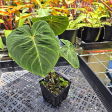 Load image into Gallery viewer, Philodendron Verrucosum Melon, Exact Plant Ships Nationwide