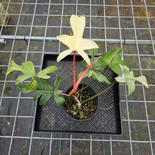 Load image into Gallery viewer, Philodendron Florida Ghost, Large, Exact Plant