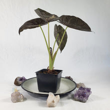 Load image into Gallery viewer, Alocasia Wentii, Exact Plant Variegated