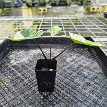 Load image into Gallery viewer, Alocasia Macrorhizza Black Stem, Exact Plant Variegated