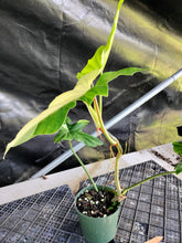 Load image into Gallery viewer, Philodendron Golden Dragon, Exact Plant Variegated Ships Nationwide