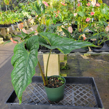 Load image into Gallery viewer, Philodendron Plowmanii, Exact Plant Ships Nationwide