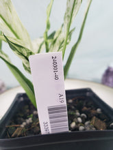 Load image into Gallery viewer, Spathiphylum jessica, Exact Plant, double plant, Variegated