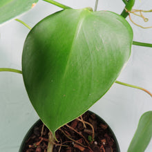 Load image into Gallery viewer, Philodendron Microstictum. Shipped Nationwide