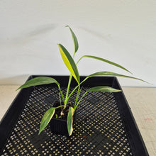 Load image into Gallery viewer, Epipremnum Amplissimum Variegated exact plant, Fedex 2day*