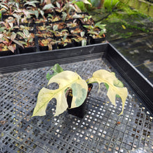 Load image into Gallery viewer, Rhaphidophora Tetrasperma Albo Variegated exact plant, Fedex 2day*