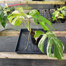 Load image into Gallery viewer, Monstera Borsigiana Albo Deliciosa, Exact Plant Variegated X-Large Ships Nationwide