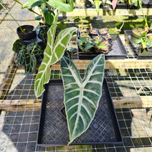 Load image into Gallery viewer, Alocasia Longiloba Lowii, Exact Plant