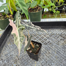 Load image into Gallery viewer, Alocasia nobilis pink Variegated Ships Nationwide