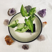 Load image into Gallery viewer, Syngonium Three Kings Magic Marble, Exact Plant Variegated Ships Nationwide