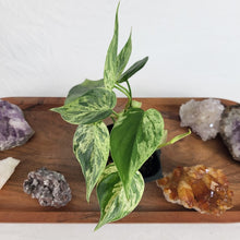 Load image into Gallery viewer, Philodendron Hederaceum, Heart Leaf Variegated 2.5" pot, Fedex 2day*