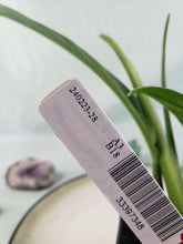 Load image into Gallery viewer, Philodendron Acutifolium, Exact Plant