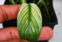 Load image into Gallery viewer, Variegated Spathiphyllum Jessica Exact Plant