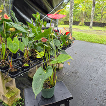 Load image into Gallery viewer, Anthurium Shibori, Exact Plant Variegated Ships Nationwide