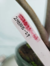 Load image into Gallery viewer, Stingray, Large, Exact Plant, Alocasia