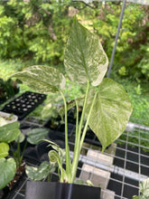Load image into Gallery viewer, Monstera Deliciosa Green Snow variegated 2.5" pot, Fedex 2day*