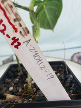 Load image into Gallery viewer, Philodendron Melanochrysum 4" pot, Fedex 2 day*