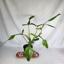 Load image into Gallery viewer, Philodendron Joepii, Exact Plant XL