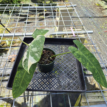 Load image into Gallery viewer, Philodendron Jose Buono, Exact Plant Variegated