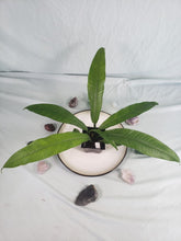 Load image into Gallery viewer, Campii Lynette, Exact Plant, Philodendron