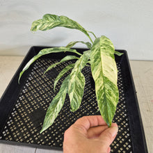 Load image into Gallery viewer, Rhaphidophora Megasperma Variegated exact plant, Fedex 2day*