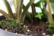 Load image into Gallery viewer, Xanthosoma Lindenii, triple plant, Exact Plant