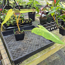 Load image into Gallery viewer, Philodendron Goldiana 4" pot, Fedex 2day*