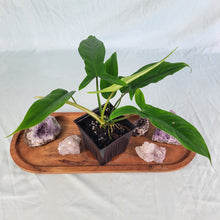 Load image into Gallery viewer, Philodendron 69686, Exact Plant