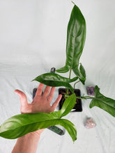 Load image into Gallery viewer, Philodendron 69686 Bette Waterbury 4" pot, Fedex 2day*