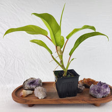 Load image into Gallery viewer, Philodendron Thai Sunrise Variegated 4" pot, Fedex 2day*